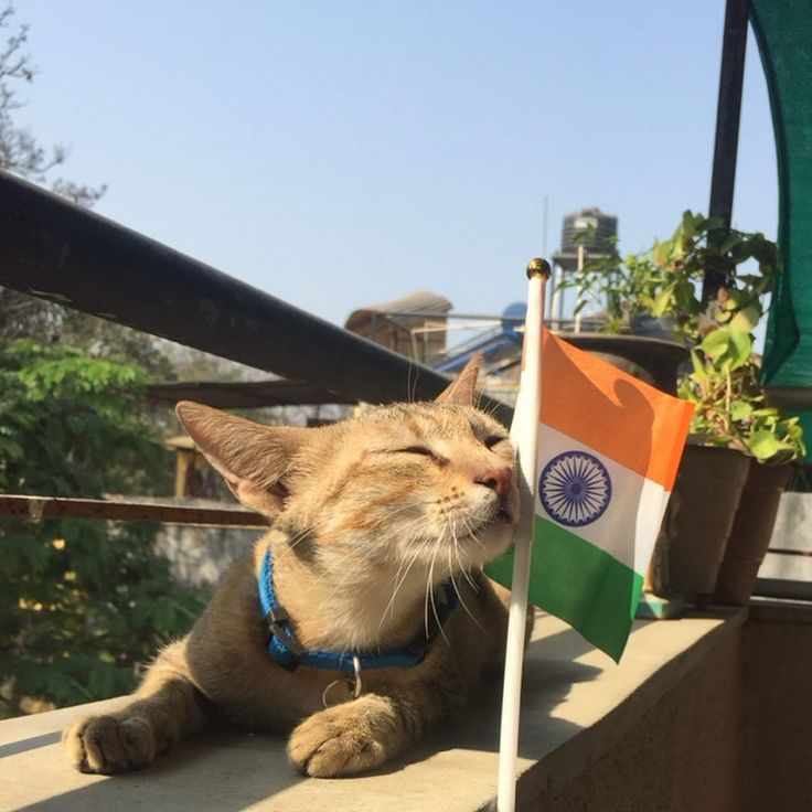 Krishna Gupta tweet media