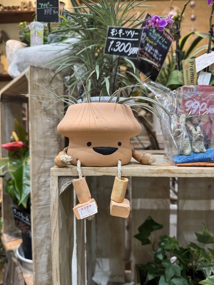 ホームセンターでかわいい鉢を見つけてガジュマルの苗を入れて