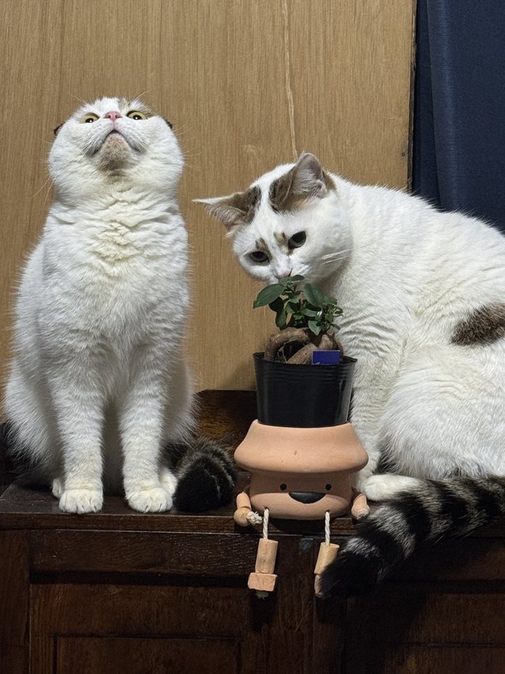 ホームセンターでかわいい鉢を見つけてガジュマルの苗を入れて