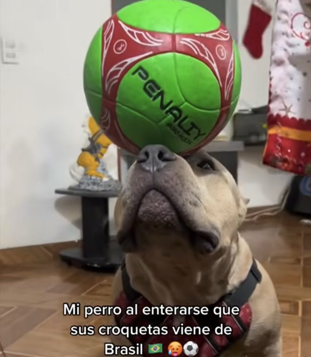 Meu perrinho agora é brasileiro 🇧🇷