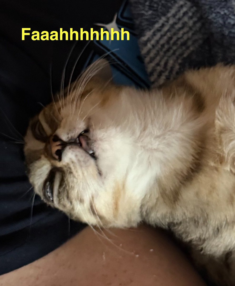 bRo_Jazz's tweet photo. @NoCatsNoLife_m https://t.co/BxjLZlouTo