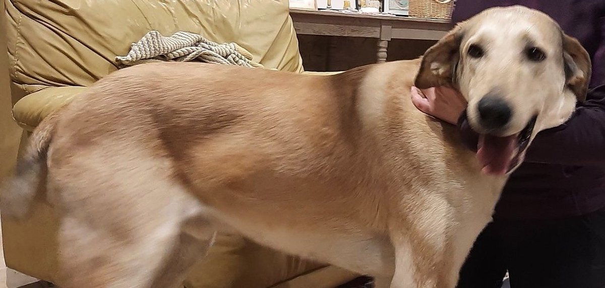 26.01.26 Trouvé chien beige entre Puylaurens et Saint Paul Cap de Joux. Contact : facebook.com/clarinette81/ #Tarn