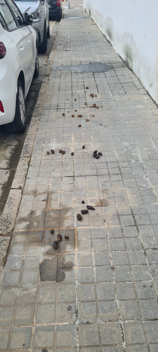 ChynytEli's tweet photo. Esto es una puta vergüenza!! Día sí y día también está la calle así!! 
Tenéis totalmente olvidada esta zona, que no solo se transita en época de veraneo!! @blanes @Blanes_cat @Blanesaldia @JordiHernndezM1 ni se pintan aceras, ni aparcamientos ni nada. https://t.co/THSC1XAh5c