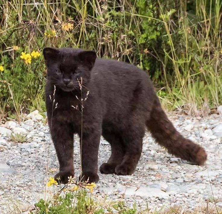 sadspeIl's tweet image. Melenistic Kodkod