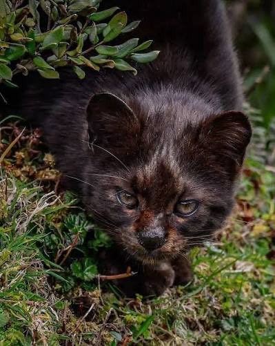 sadspeIl's tweet image. Melenistic Kodkod