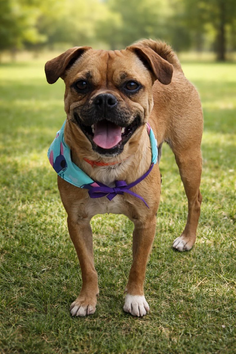 Adopta a Robert 💙.
Le gusta mucho jugar y correr, es sociable y sigue en busca de un hogar. Está esterilizado, desparasitado y vacunado. Puedes escribir al 5564142756 CDMX. <a href="/guerashome/">Imatis Burton</a> <a href="/MascotasSismo/">Mascotas Sismo</a> <a href="/RescateAnimal/">Rescate Animal</a> <a href="/Animales_CDMX/">AnimalesCDMX</a> <a href="/EugenioDerbez/">Eugenio Derbez</a> <a href="/MascotaCoyoacan/">Mascotas Coyoacán 🐾</a>