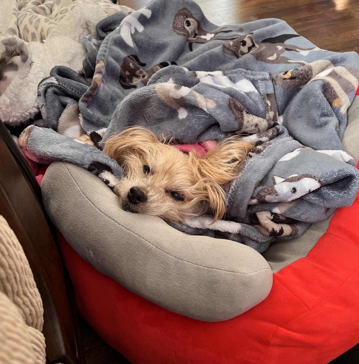 Gorillababe's tweet photo. Nope πββοΈ It bees too cold π₯Ά Iβz not ready to get up π€ All Patrolz & #Hedgewatching gonna hafta wait πIβz gonna snoozle sum more & hope da sun βοΈ bees back soon π΄π€ #DogsOfTwitter #CatsOfTwitter #ZSHQ #SeniorPup #Morkie #Hedgewatch #Duvet shift https://t.co/xNDNkfr5UV
