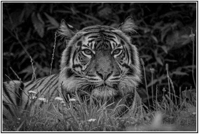 photos_dsmith's tweet image. This #Tiger watches over its #territory. Shot in #blackandwhite as a #print / #poster #artwork. Buy a copy of this #image at darrensmith.org.uk and we will make a contribution to a #bigcat #charity #WildlifePhotography #ProtectNature #DSP #WildlifeConservation #photography