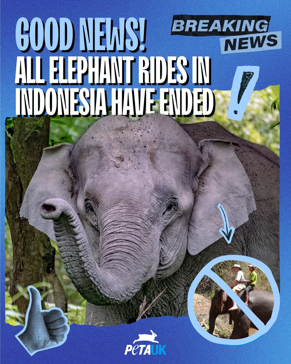 PETA UK tweet media