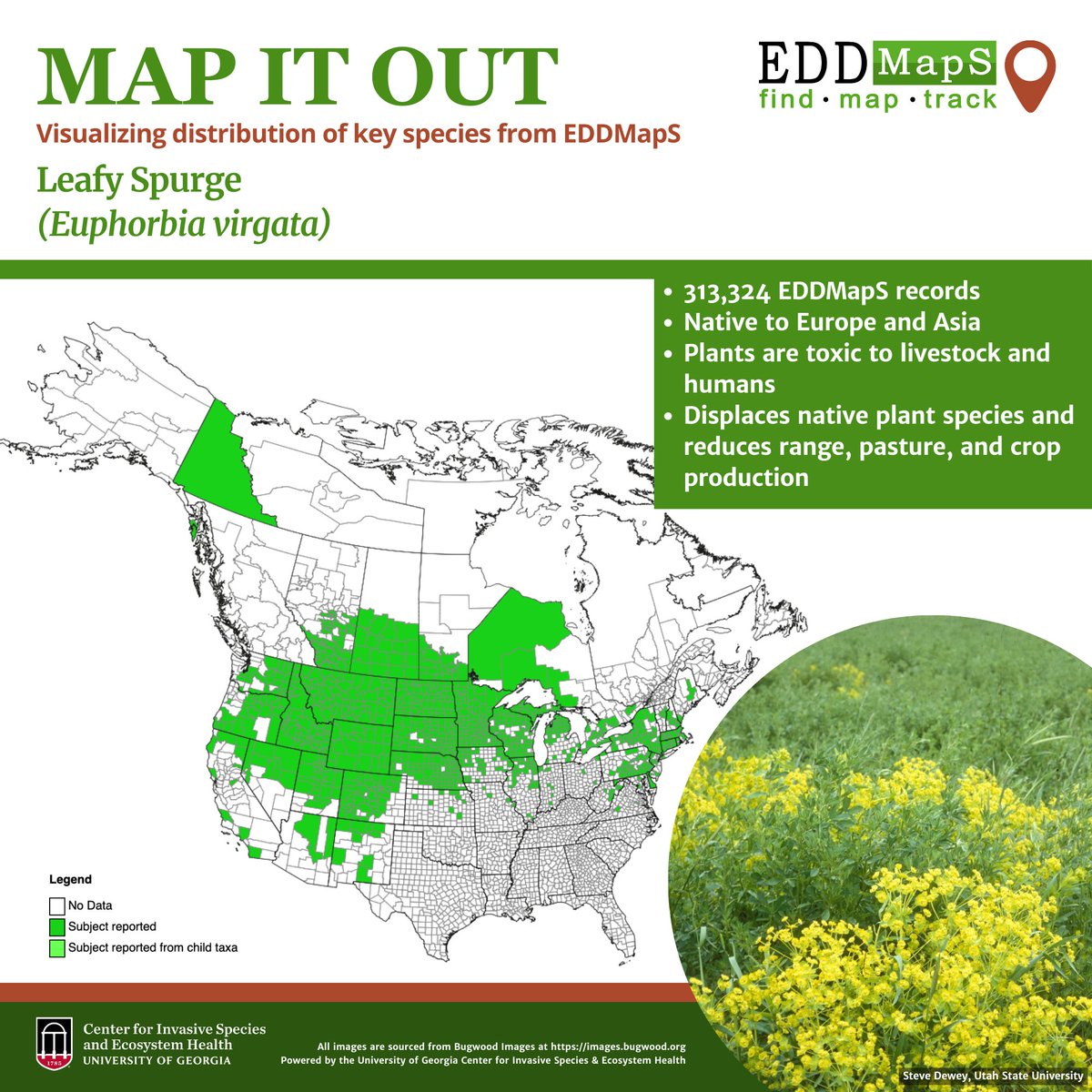 Bugwood's tweet photo. Find it. Map it. Track it. These maps illustrate the spread of key invasive species, utilizing real-time reports from EDDMapS. Explore the maps, download the app, and report sightings year-round to support early detection, research, and management.

🔗 https://t.co/Ged932Fwyn https://t.co/W7DM2Hh0iH