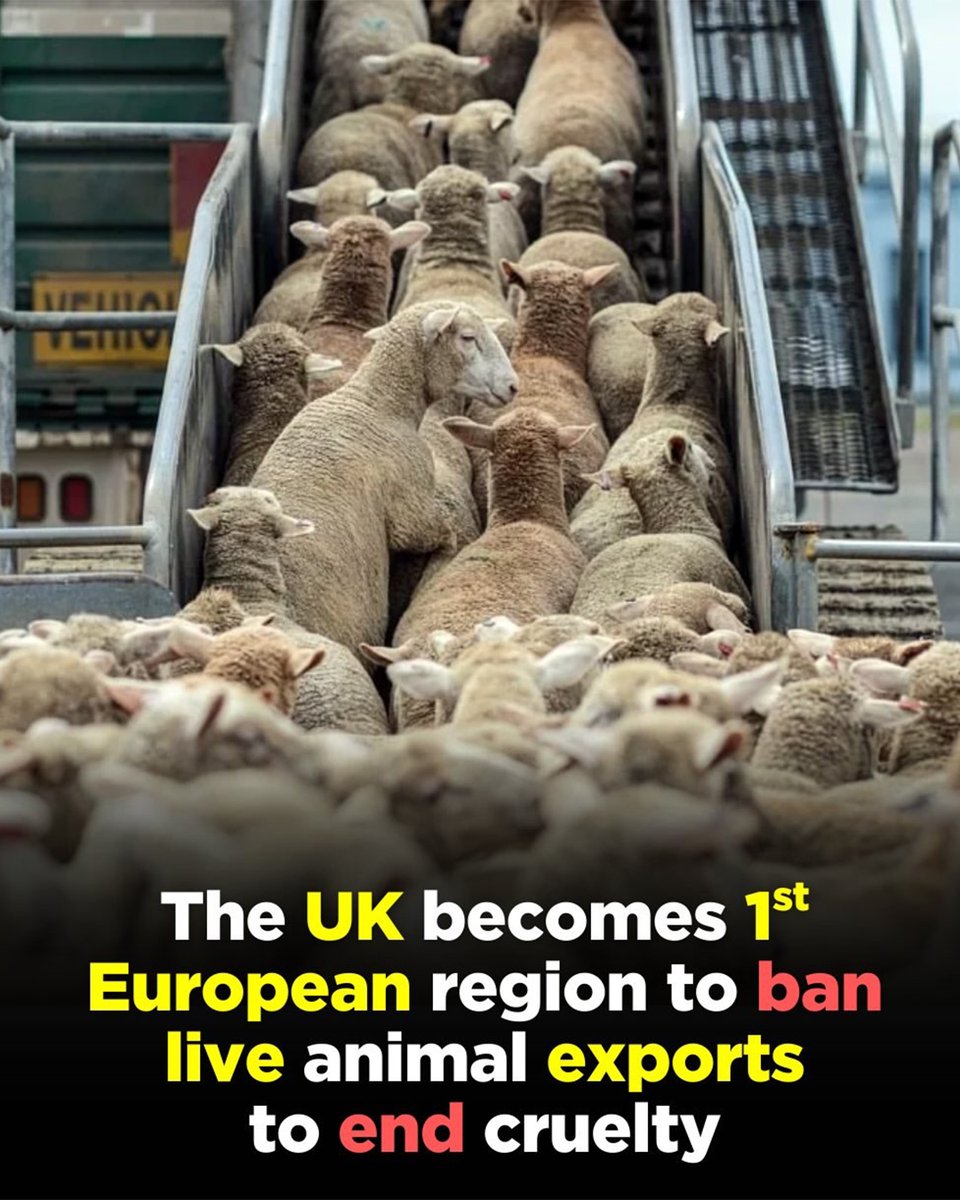 Finally!
People have been campaigning and trying to stop this for years.
And years and years and years.

This is great news.
It shows that some people do actually care about the way animals are treated.

Well done UK!

XCH

(Photo Credit: davidattenborough_fans)