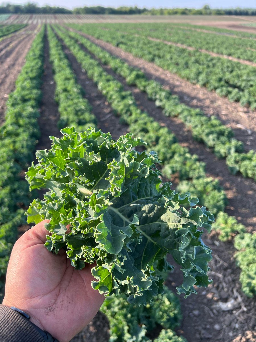 PeakoftheMarket's tweet photo. Gut-friendly, nutrient-packed, and satisfying 🌿

🧅 Onions for digestion
🥬 Kale for fiber + vitamins
🥔 Potatoes for energy + potassium

Just add veggies — it really is that simple 💚

 #GutHealth #NutrientPacked #EatYourVeggies #KaleLover #FarmFresh #HealthyEating #FiberRich #VeggiePower