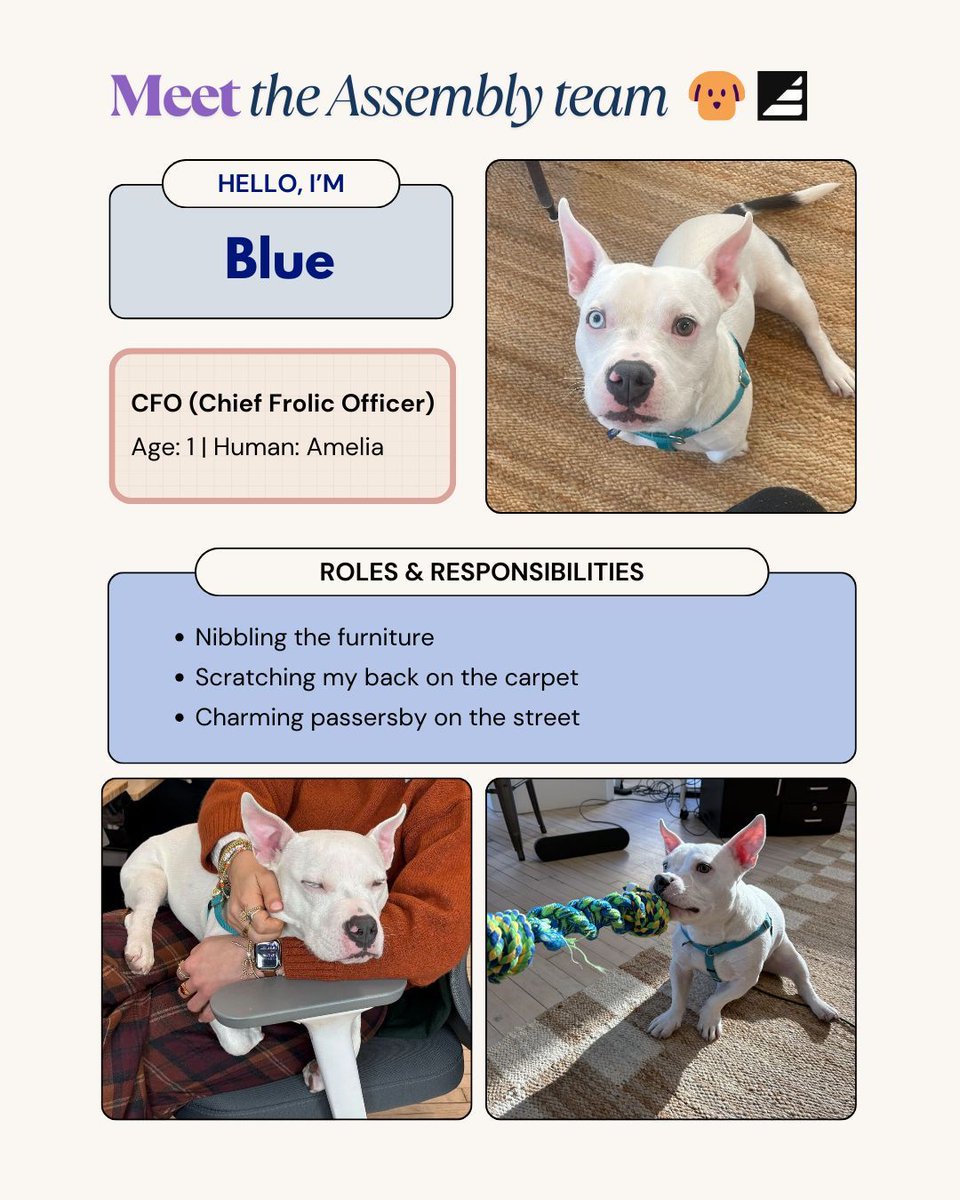 Assembly tweet media