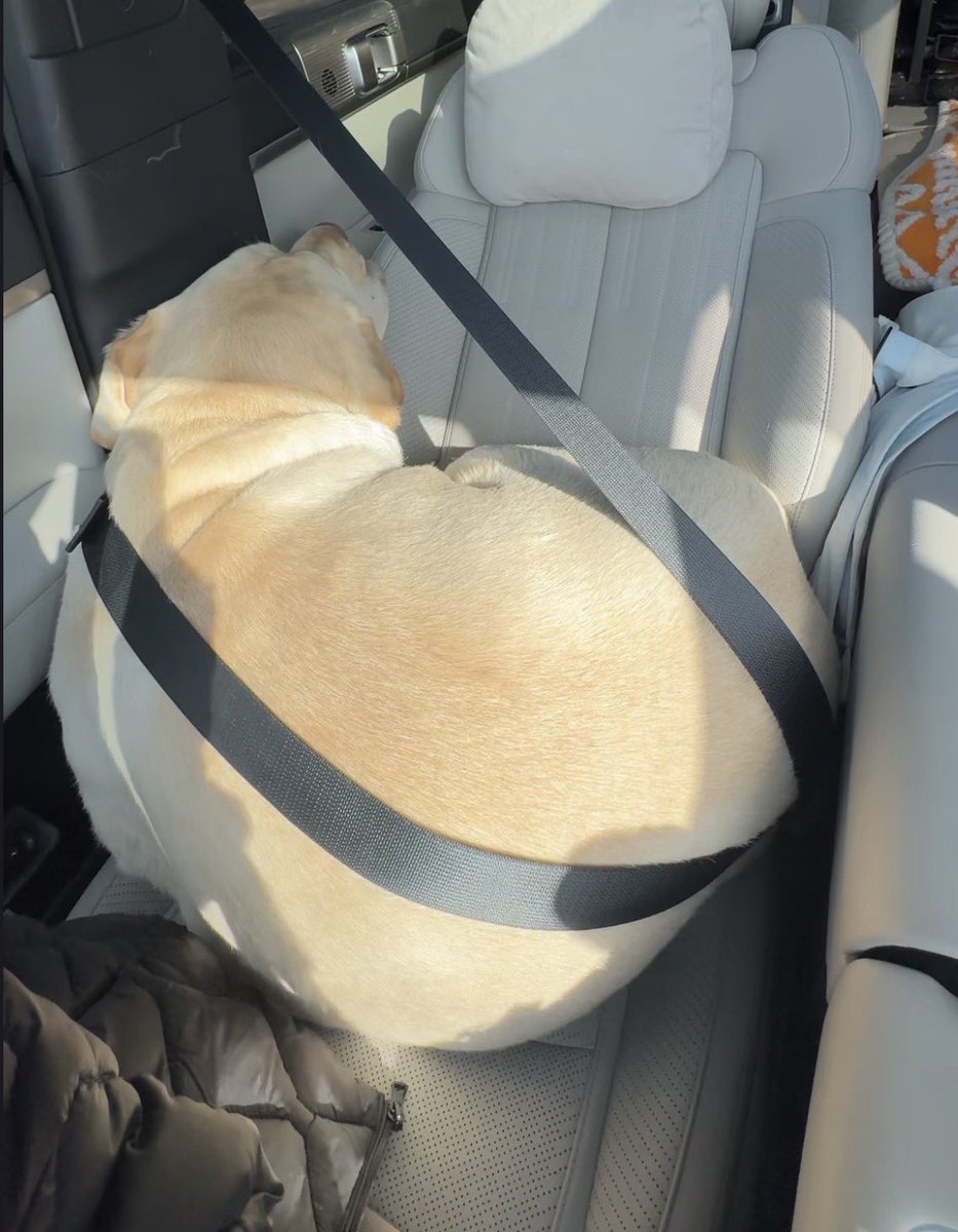 💖 (@twaniimals) on Twitter photo 