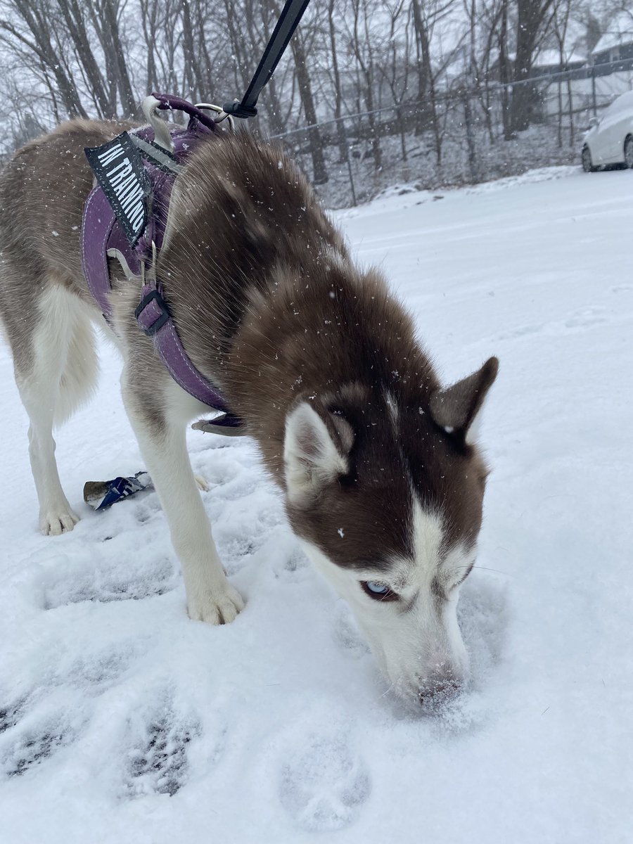 RippedMinds's tweet image. LIVE 🔴🚨 Snowed in mayhem for couple hours ❄️ Work canceled today due to weather 🥶 CDL recap, mayhem and wavy vibes 👽🔥

🔴 Twitch.tv/RippedMindsGam… 🔴

#EnduranceEsports | @Endurance_es | #CallofDuty | #BlackOps6 | #BlackOps7 | #BO6 | #BO7 | #RankedPlay | #Warzone