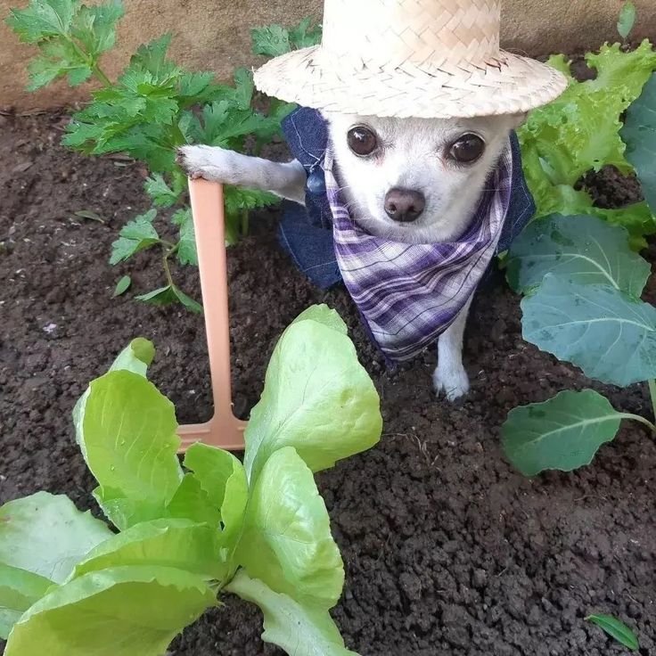 Adiós universidad hola árboles