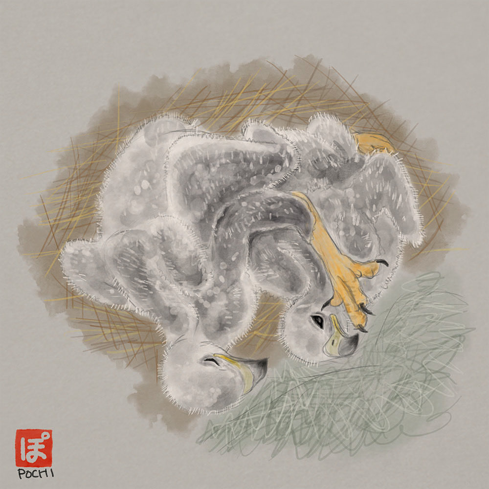 ぽちくろ (@pochi9696) / Posts / X