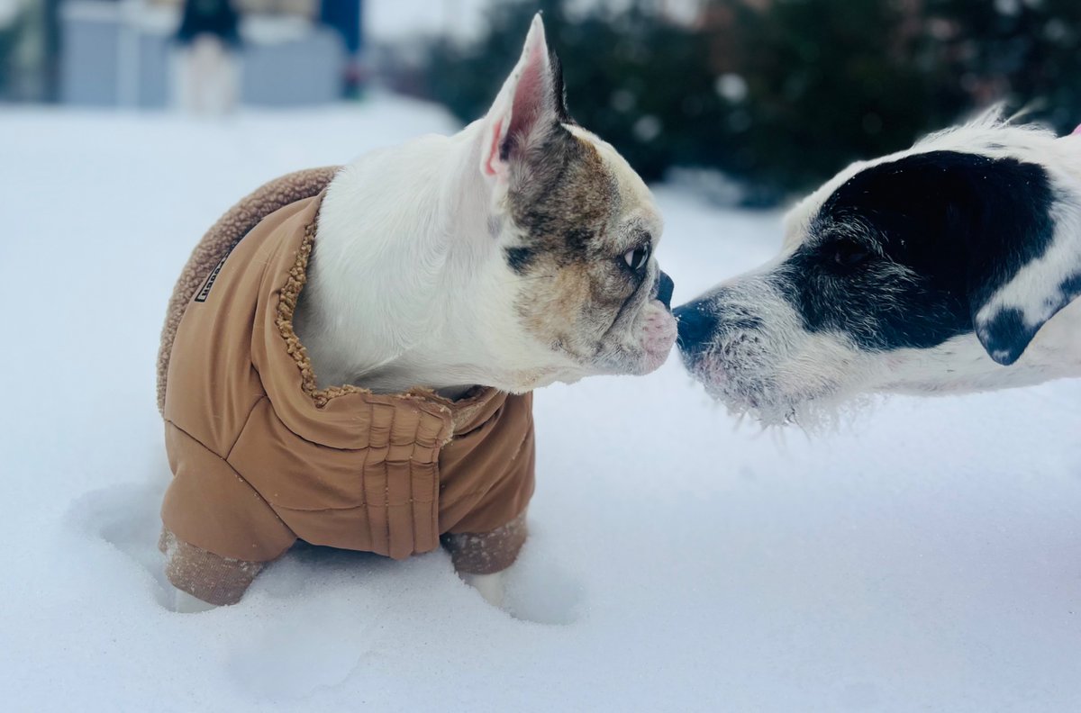 My frenchie thinks she’s a husky, and cannot be convinced otherwise 😂🤦🏿‍♂️😂🤦🏿‍♂️😂