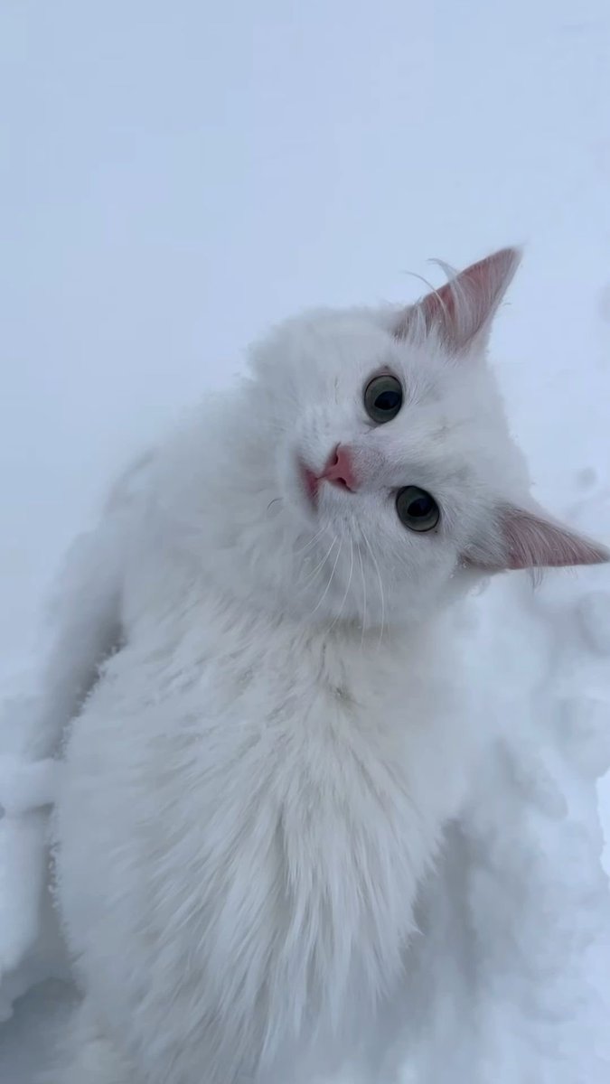 bucky barnes ✪ tweet media