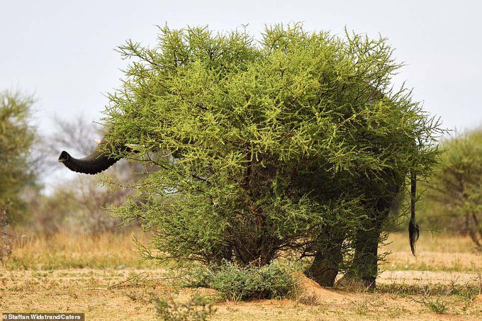 bigjikada0's tweet image. Guess the animal??