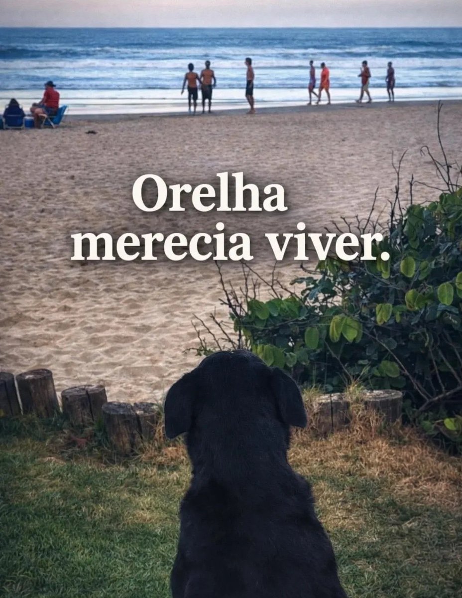 portalblackpink's tweet image. 🚨BLINKS, PRECISAMOS DA ATENÇÃO DE VOCÊS! 

Um ser dócil, comunitário e indefeso teve a vida interrompida da forma mais cruel e brutal possível por adolescentes de classe média-alta, na Praia Brava em Florianópolis. 
Maus-tratos contra animais é CRIME. Não podemos aceitar que a…