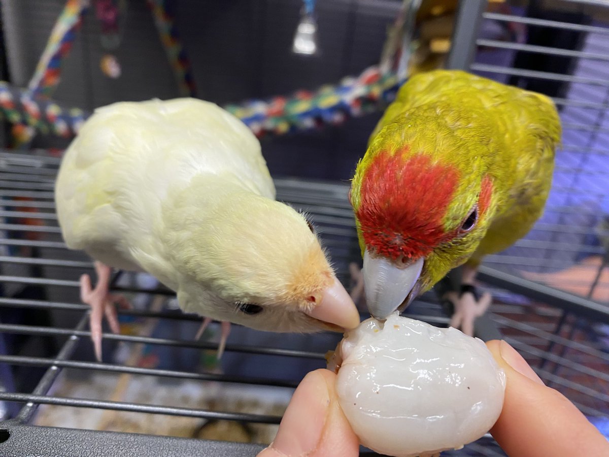 DominikaWalus's tweet image. Lychee jest very smaczne!
#Mimi i #Cooper #Kakariki