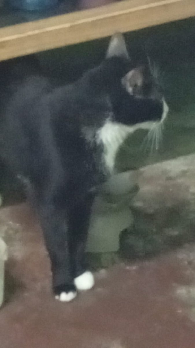 Este gatico de compañía está siendo dado en adopción en Caracas. Tiene 5 años y está castrado. Usa su arenero, es dócil. 
Tlf de contacto: 04142433146 ojalá consiga una nueva familia ❤️‍🩹