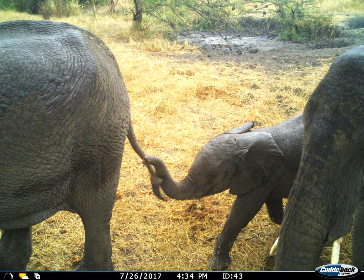 trailcam (@trail_cams) on Twitter photo 