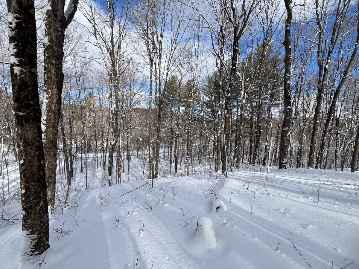 NYOutdoorRealty's tweet photo. 12 acres Private Wooded Hunting Land Russell NY
https://t.co/bb9F94uTql https://t.co/RHs5Ue2Dtk