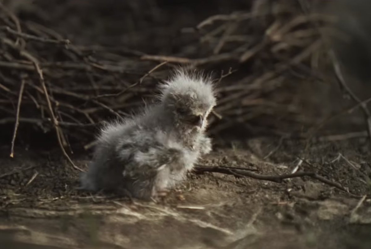 Horse Nation tweet media