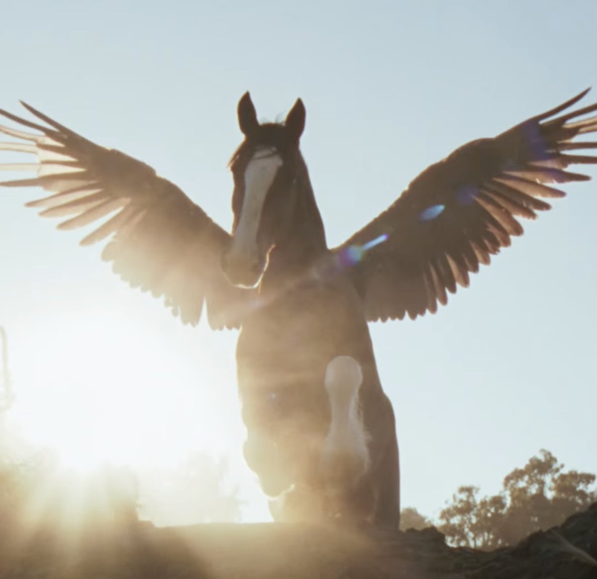 Horse Nation tweet media