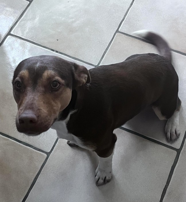 26.01.26 Trouvé chien type Jack, chocolat/blanc, à Saint Paul Cap de Joux (rte de Puylaurens). Contact : facebook.com/camillote/ #Tarn