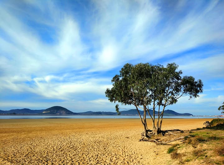 Playa de El Regatón, en Laredo 🌊🌿
Un paseo único que comienza en el Puntal de la Playa de la Salvé y recorre casi 3 km junto a la Ría de Treto.

Un lugar perfecto para caminar con calma, disfrutar del paisaje y desconectar 😍☀️

#CantabriaInfinita #Laredo #NaturalezaCantabria
