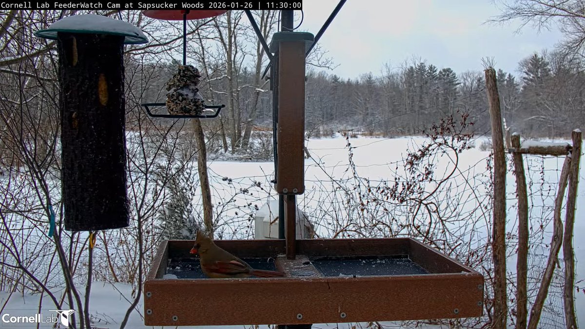 FeederWatch Cam tweet media