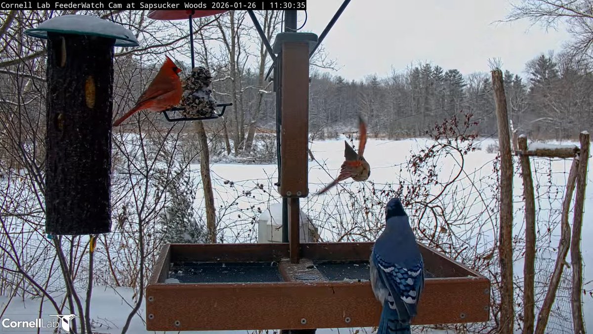 FeederWatch Cam tweet media