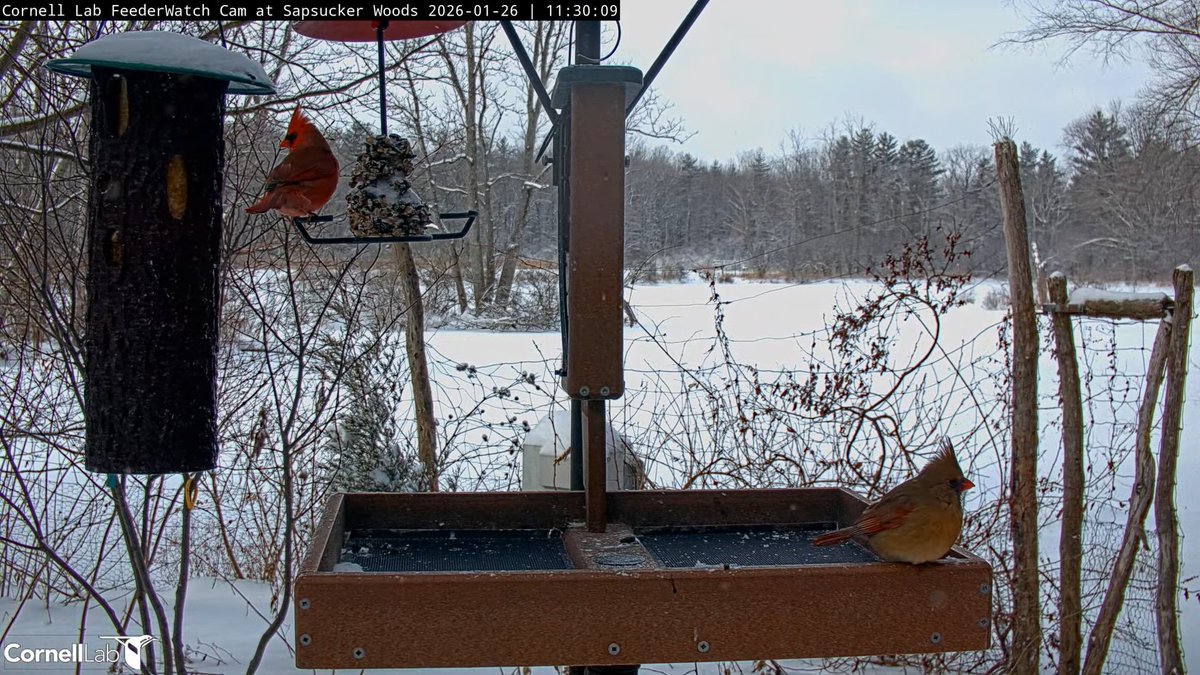 FeederWatch Cam tweet media