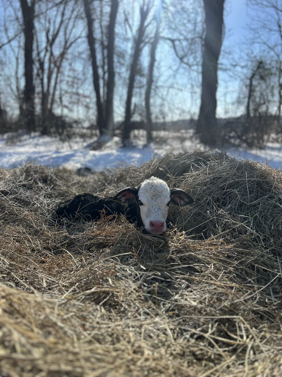 Still nesting in a pile of hay. She won’t know what to do when it’s 70°