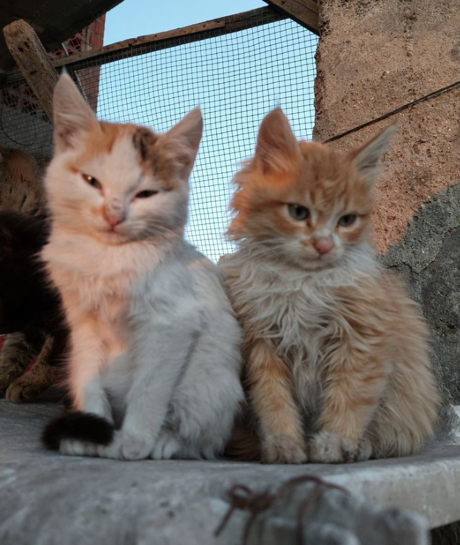 HaveCatCUTE's tweet photo. normalize adopting stray cats
#catlovers https://t.co/lmehrnJgOI