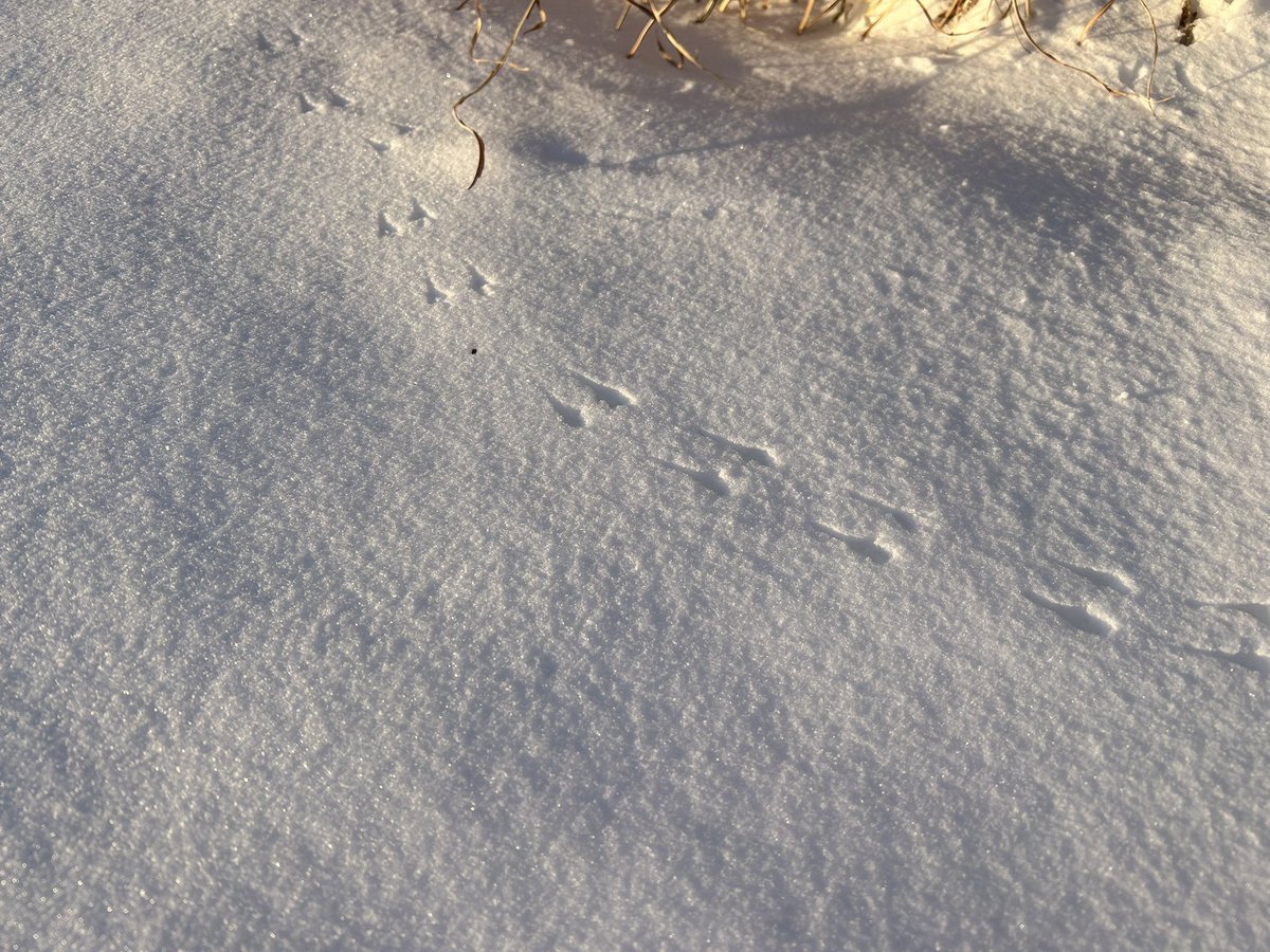 #Haiku Monday
January 26, 2026
Tiny footprints mark
creaturely paths through fresh snow. 
We must shatter ICE.