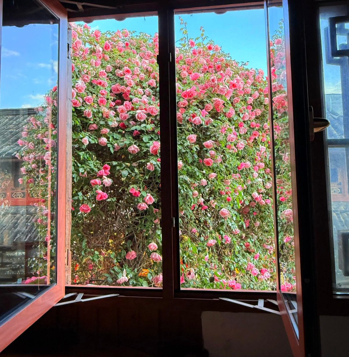 GunjasriPk's tweet photo. 在大理古城转角撞见蓝花楹瀑布，风卷着花瓣落在白族扎染布上，连空气都飘着温柔的香～#大理旅行 #治愈系瞬间 https://t.co/bWv8rUYFtI
