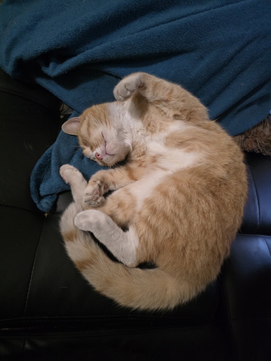 deannam_409's tweet photo. @liamgallagher You have any new pics of Buttons? 👀 Here's a picture of my dad's cat https://t.co/ofVJf36ZXT