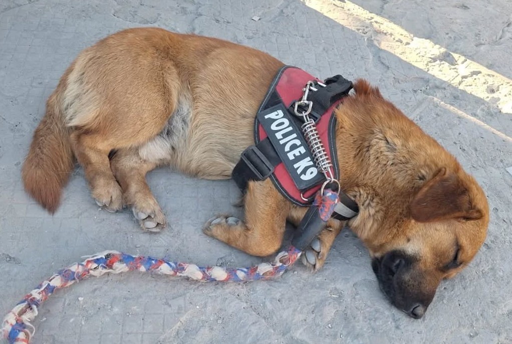 Este pequeñito llegó hace unos días a Villa Miramar en Lirquén. No hay mayor información, no se sabe si lo están resguardando y sólo aseguran que sigue ahí. Favor RT por si su familia lo está buscando u otra desea darle un hogar!
#Lirquén