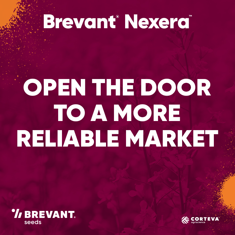 BrevantSeedsCA's tweet photo. The future of canola is here. Brevant® seeds Nexera® canola brings cutting-edge performance, harvest flexibility, and yield potential built to drive profitability.
