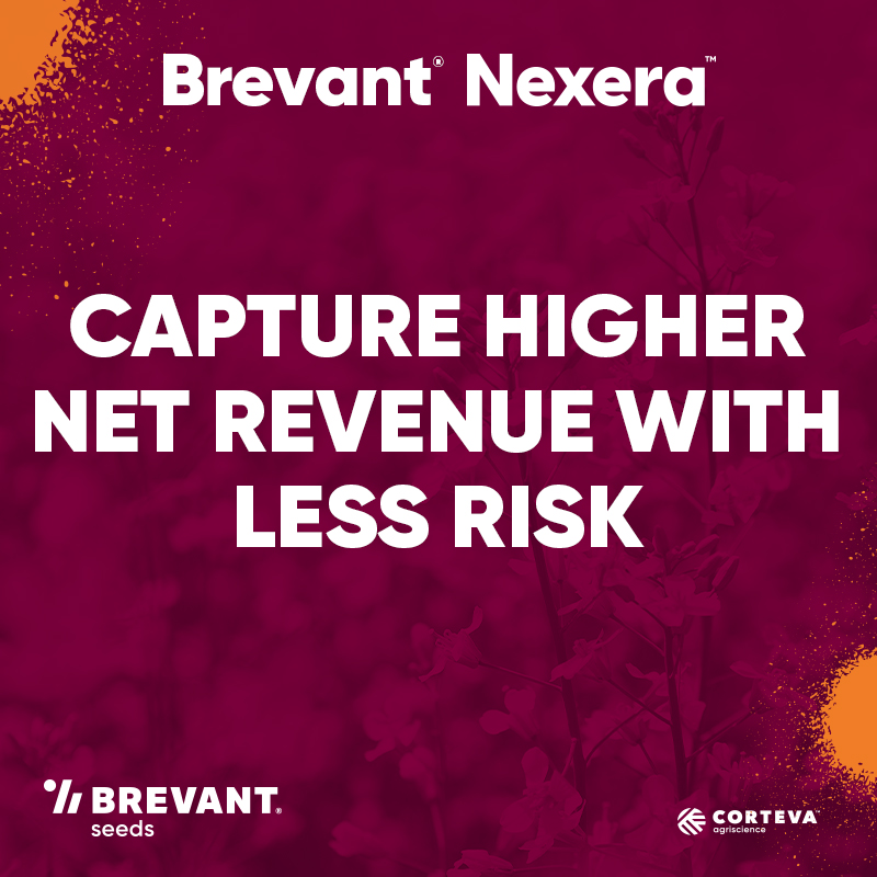 BrevantSeedsCA's tweet photo. The future of canola is here. Brevant® seeds Nexera® canola brings cutting-edge performance, harvest flexibility, and yield potential built to drive profitability.