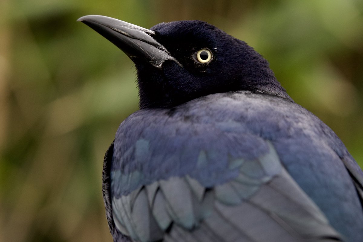 The Great-tailed Grackle did its best to overshadow the distant views of the Killdeer that myself &amp; <a href="/rgreasby/">Richard Greasby</a> enjoyed this morning in Hampshire <a href="/BirdGuides/">BirdGuides</a> <a href="/RareBirdAlertUK/">RareBirdAlertUK</a>