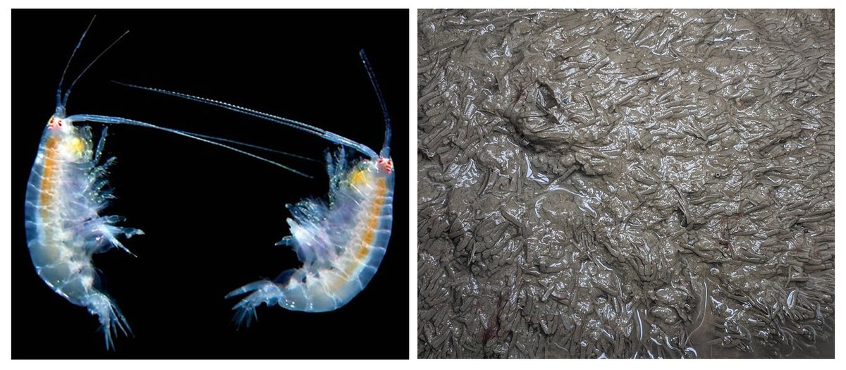 USGSCoastChange's tweet photo. While scientists largely understand how bed sediments in sandy environments erode, less attention has focused on muddy sediments in estuaries. New @USGS research shows that waves matter—but so do the animals living in the mud: https://t.co/X42AuIqORt #SFBay #sedimenttransport https://t.co/ylVQEQEOAN
