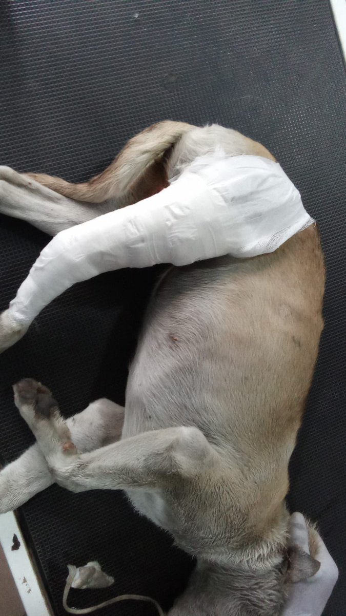ManojShridhar's tweet photo. Really #shameful Done by So called #Dr same treatment she give to his patient all big thanks to #NMC
@NMC_IND for #Promoting in #society #of #India as #Indian
#we are proud of this.  lucky it was #puppy not #human #child. https://t.co/F3lqfVTS8c