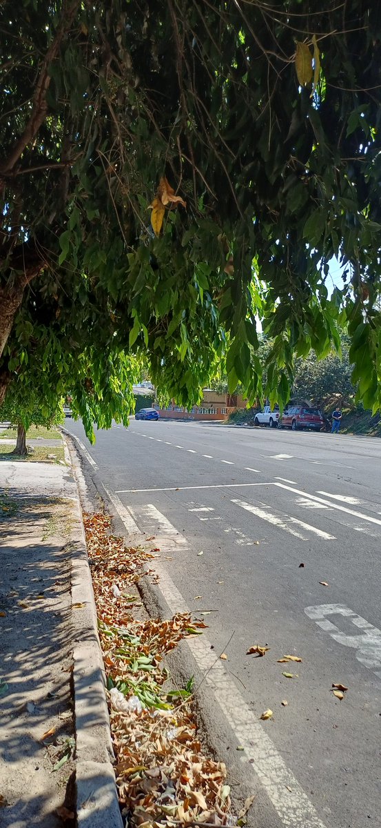 Hola amigos <a href="/alcaldia_ss/">Alcaldía de San Salvador</a> podrían informar a su Unidad de Parques Plazas y Zonas Verdes si pueden venir a chapodar unos árboles que dificultan la vista en la parada de buses de la ruta 5 en la col. Dina calle a monserrat justo en la acera arriba de la iglesia mormona. ¡Gracias!
