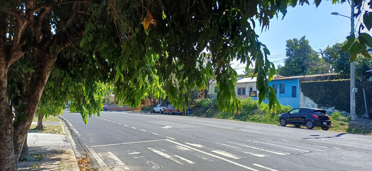 HectorAcostasv's tweet photo. Hola amigos @alcaldia_ss podrían informar a su Unidad de Parques Plazas y Zonas Verdes si pueden venir a chapodar unos árboles que dificultan la vista en la parada de buses de la ruta 5 en la col. Dina calle a monserrat justo en la acera arriba de la iglesia mormona. ¡Gracias! https://t.co/SKjAdYVDEd