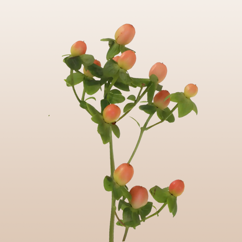 ebloomsdirect's tweet image. 🍑 Peach Hypericum
Warm, soft tones that bring elegance and romance.
Perfect for weddings &amp;amp; modern palettes.
#WeddingFlorals #Hypericum